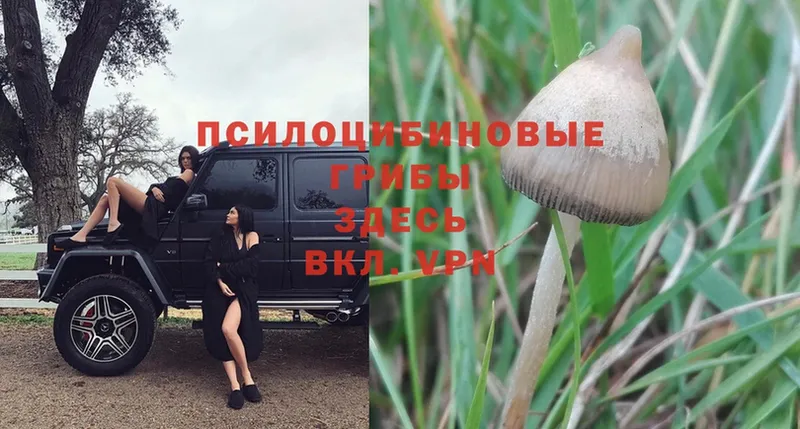 Псилоцибиновые грибы Psilocybe  Лесной 